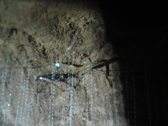 download glowworms download glowworms