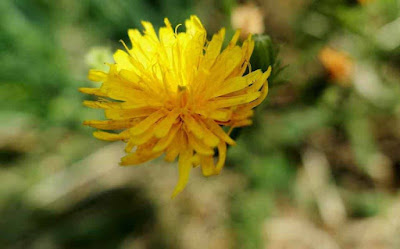 Die Hundeblume – Novelle – Wolfgang Borchert – Löwenzahn Die Hundeblume – Novelle – Wolfgang Borchert – Löwenzahn