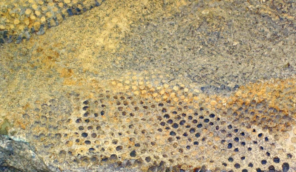 Fossil Algae Reveal 500 Million Years of Climate Change Geology In