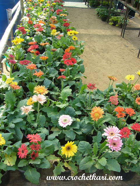 Ahmedabad flower show