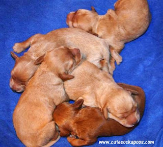 cockapoo vaccinations