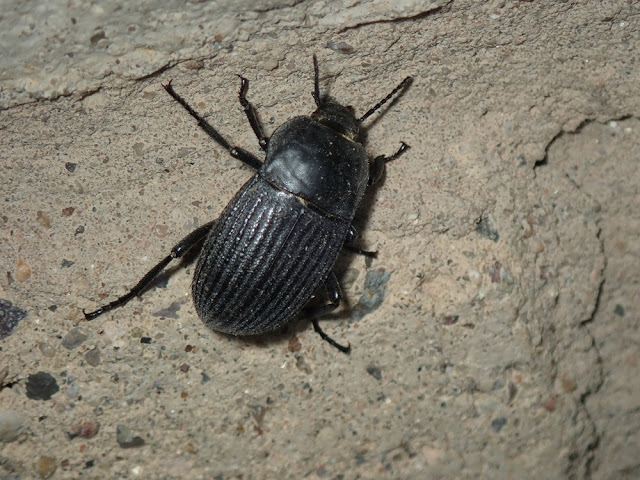Eleodes tricostata Eleodes tricostata