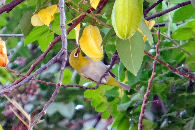 6 Makanan Burung Pleci Terbaik Agar Cepat Gacor 6 Makanan Burung Pleci Terbaik Agar Cepat Gacor
