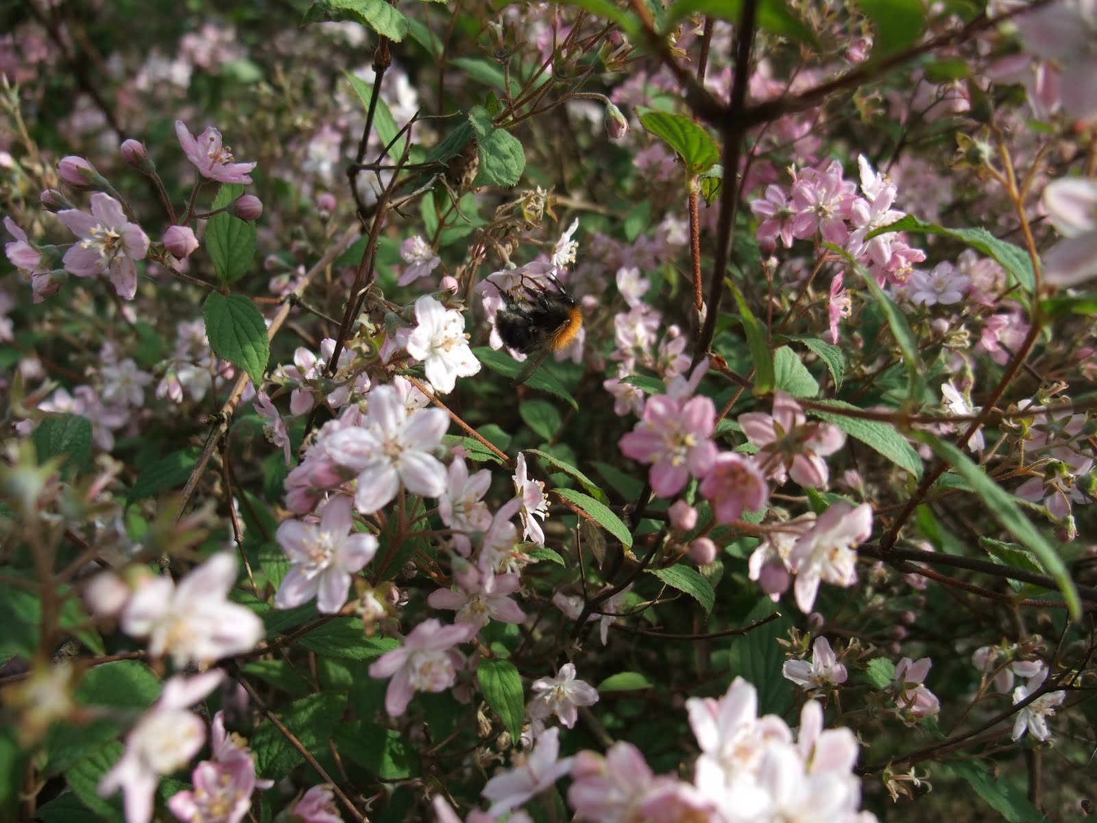 Life Between The Flowers Ballerina Rose Pink Bushy Shrub Rose