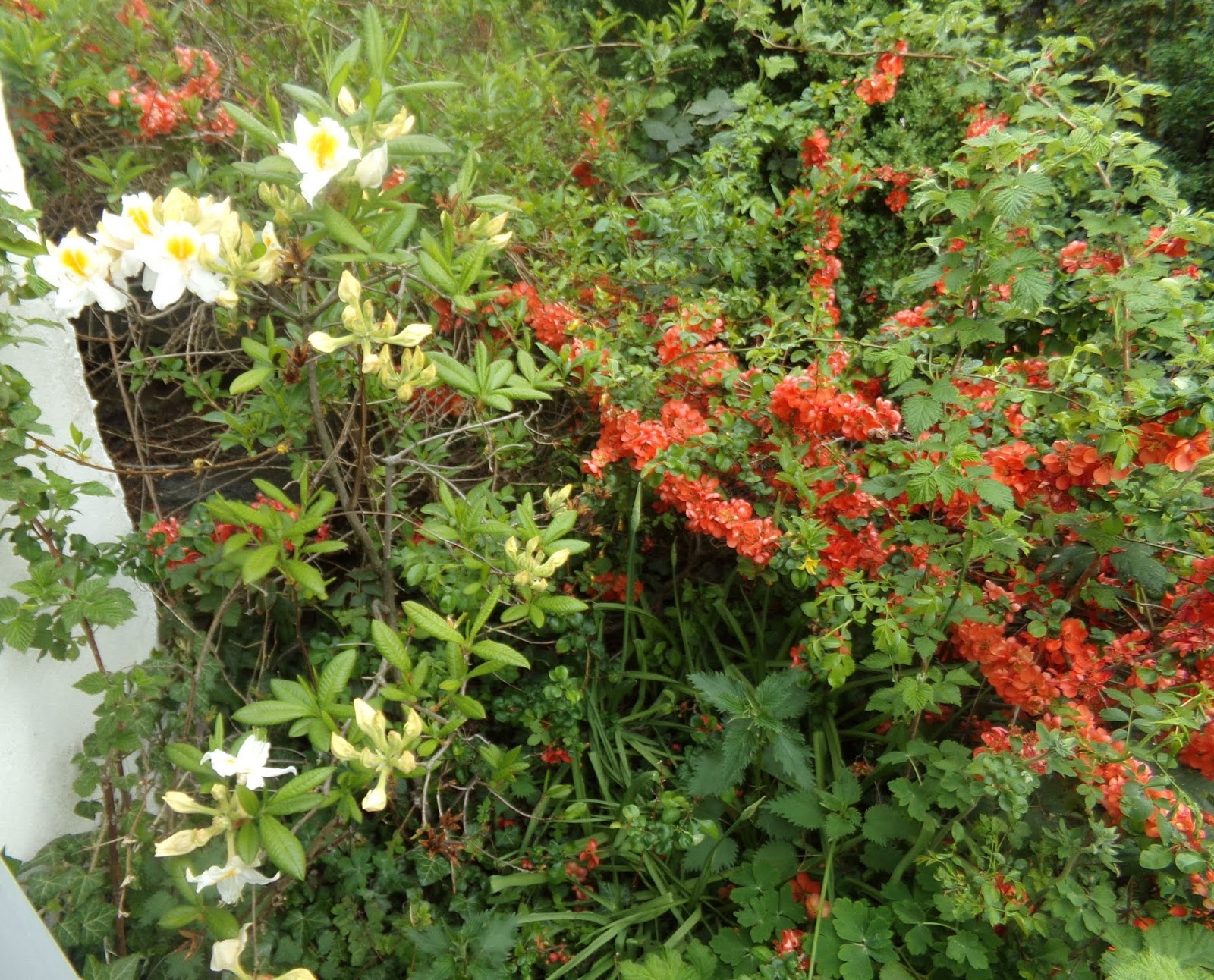 Altes und Neues von Bernd Nowack, Dessau Meine zarte Azalee blüht mal
