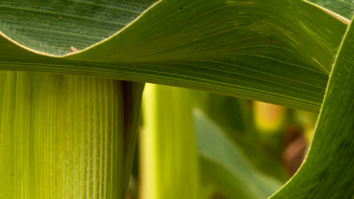 the sensuous green curve of corn leaves at harvest