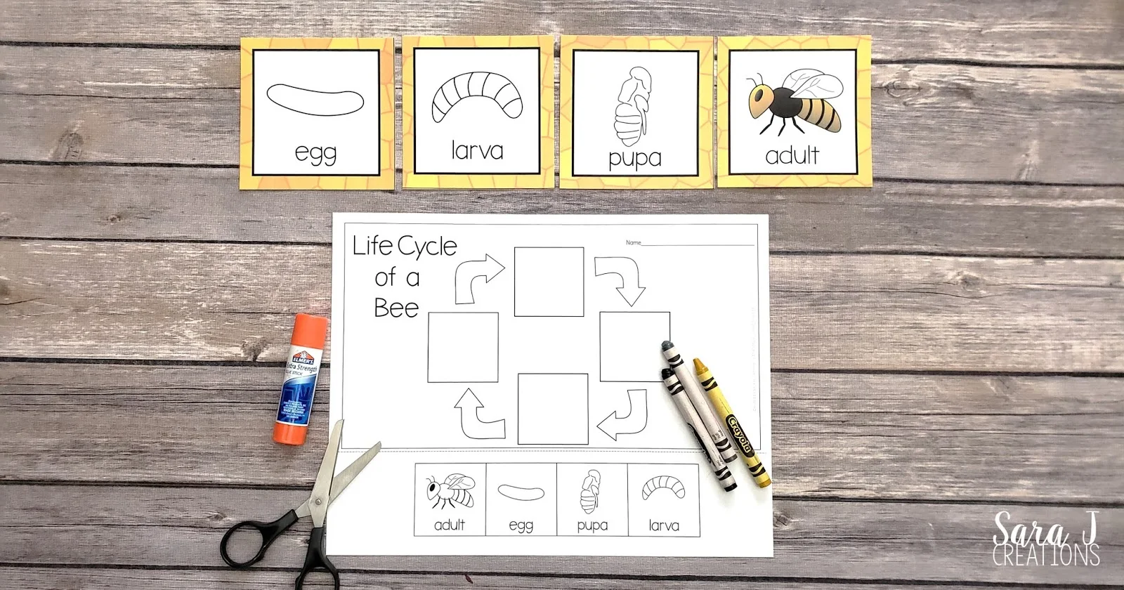 Learn about the life cycle of a bee with these free printables! Practice sequencing the life cycle with these cards and then complete a cut and glue activity.