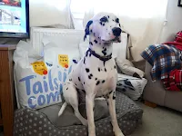 dalmatain dog posing with bags of dog food 