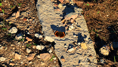 Blog de campo y minerales Sierra de la Fausilla.