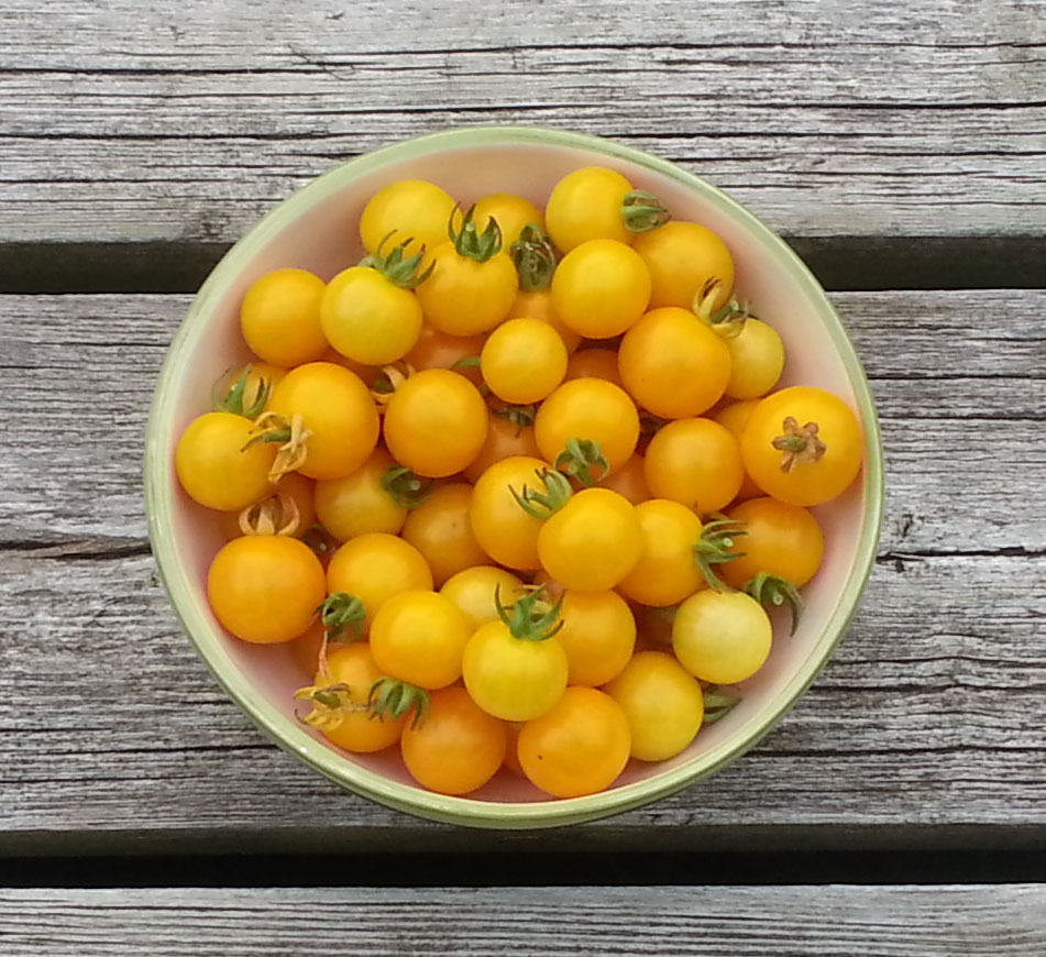 желтая вишня дрогана. черешня россошанская золотая. Yellow cherry. (mikado) вишня желтая 314мл. Yellow cherry.