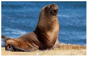 Jenis-jenis mamalia laut