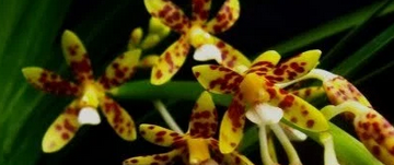 Cara Pemakaian Dan Dosis Fungisida Untuk Anggrek Kliktani Com