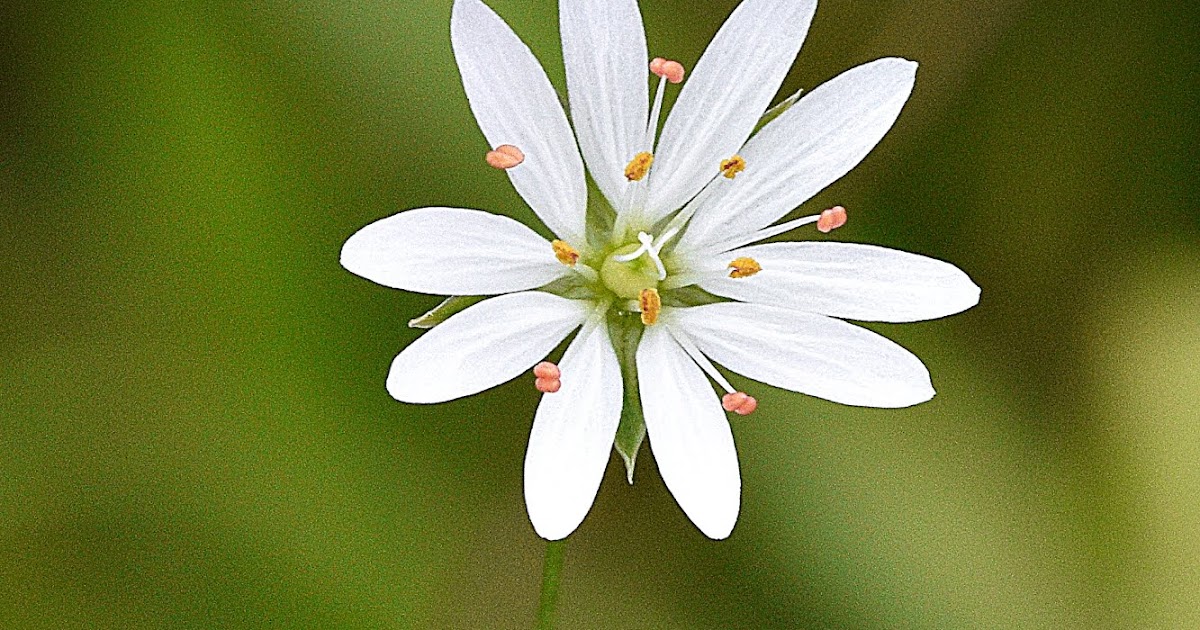 Den'sphotogallery New Hampshire White Wild Flowers