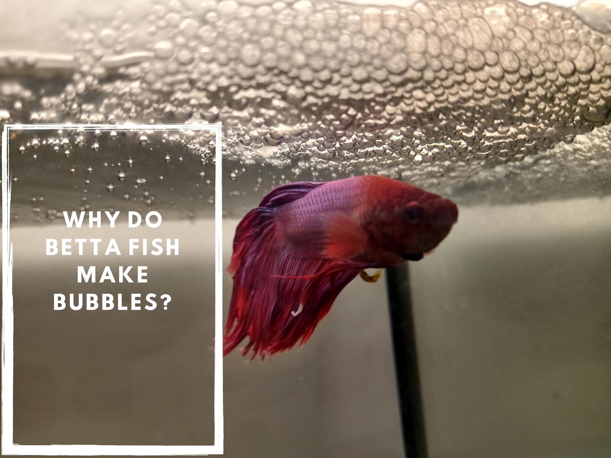 Why Do Betta Fish Make Bubbles? [Exclusive facts you need to know