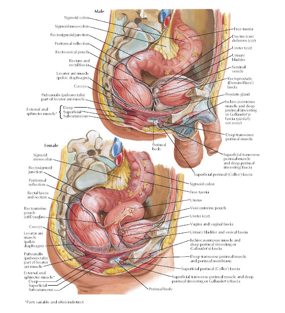 Rectum in Situ: Female and Male Anatomy