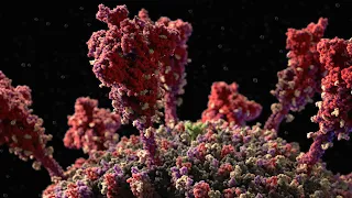 Coronavirus: protein S