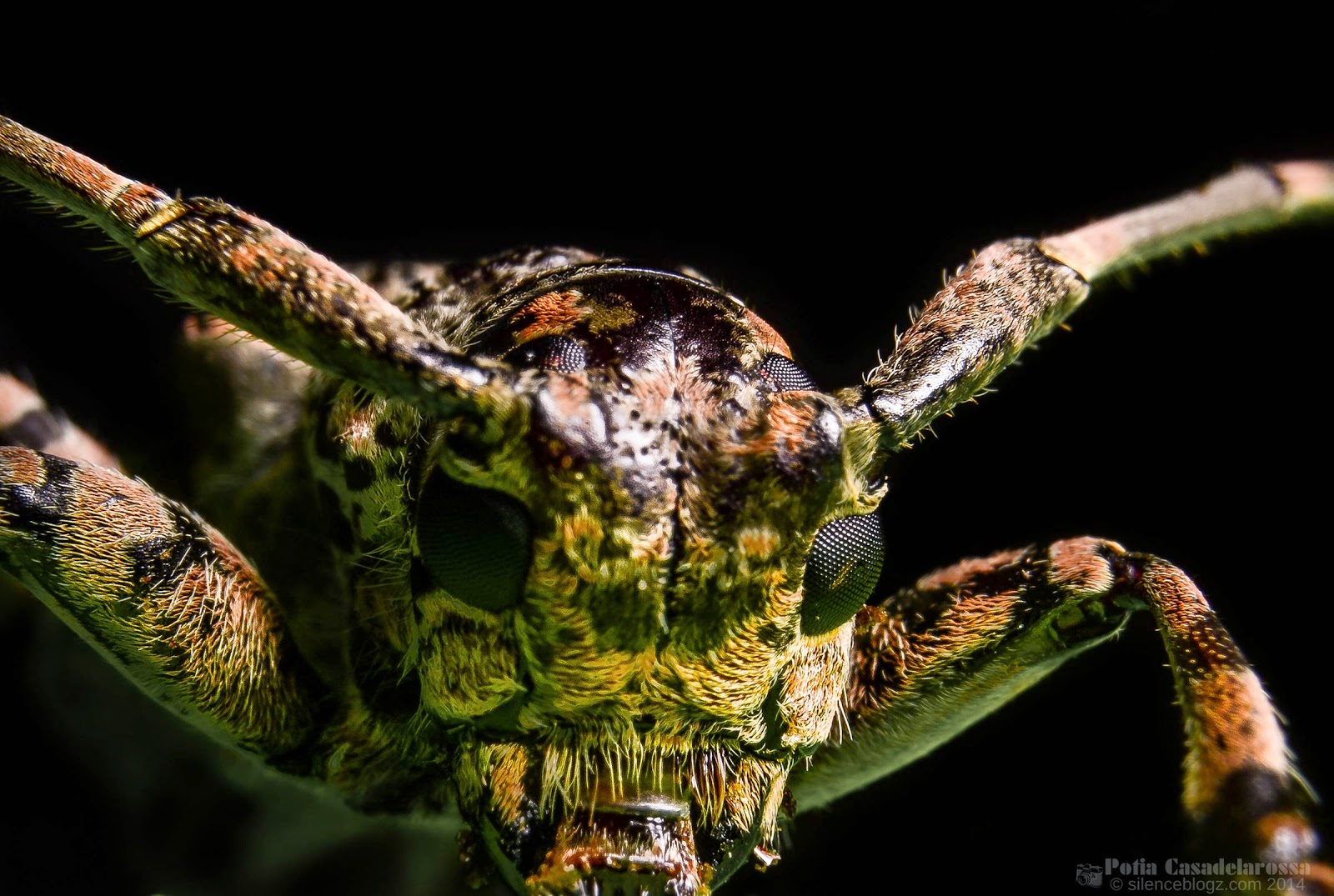 Mulberry-Longhorn-Beetle