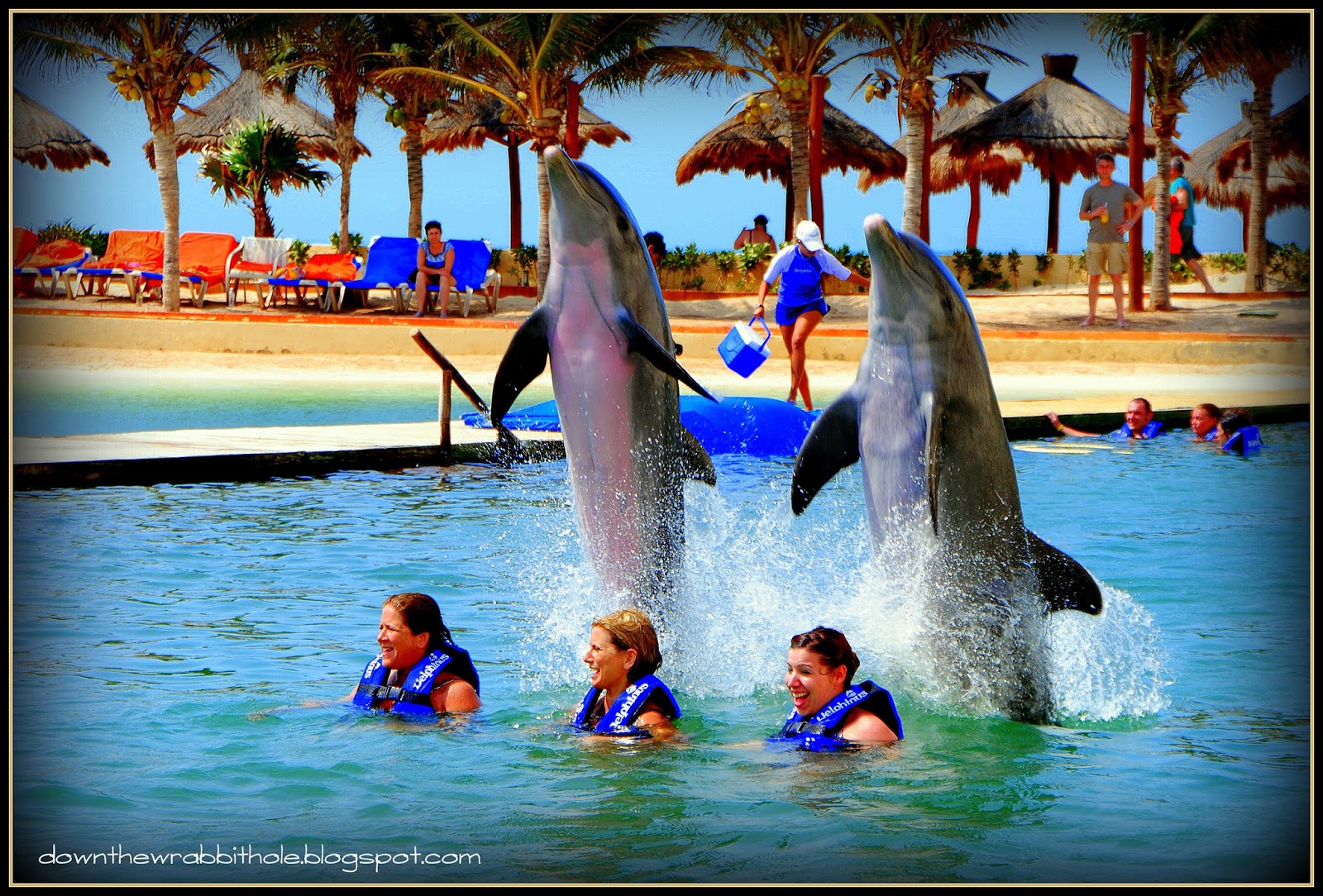 dolphin cancun tours viator