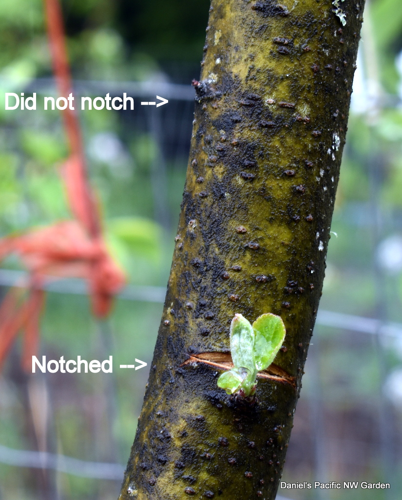 Daniel's Pacific NW Garden Notching to Encourage Branch Growth. 4.25.2021