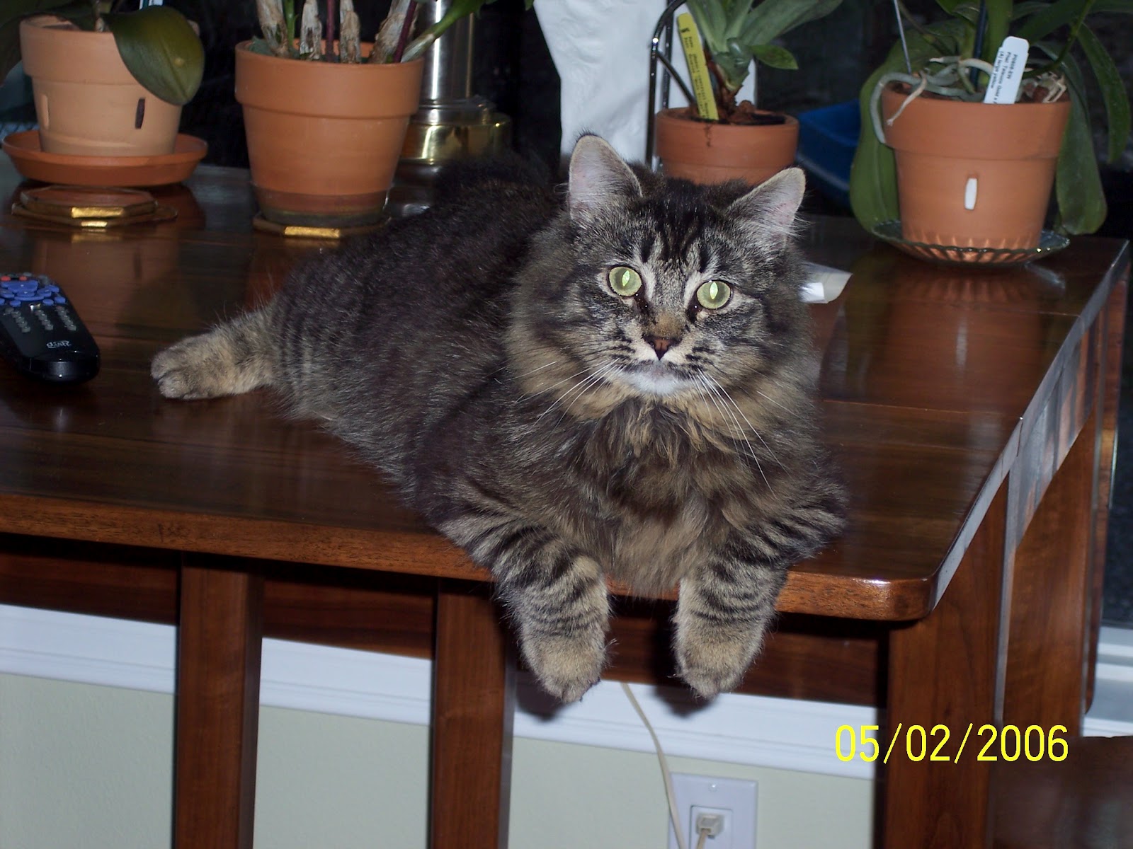 Beaker's Parrot Place