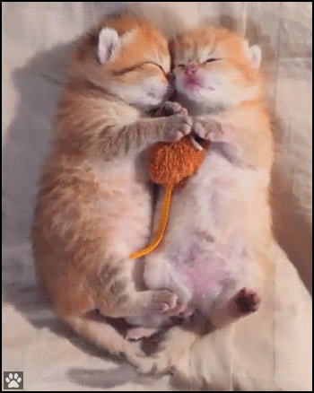 Cute Cat GIF • 2 awwdorable sleepy kittens twitching and dreaming of kitty thing