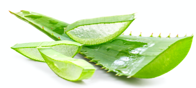 Nourishing Gel For Aloe Vera Plant Leaves