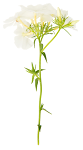 Flower_42.png