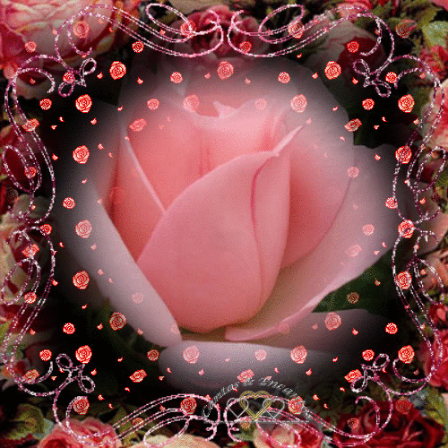 Descobrir 80+ imagem gifs de rosa br.thptnganamst.edu.vn