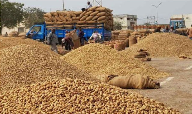 peanut market price Agriculture in Gujarat remained stable amid low groundnut incomes