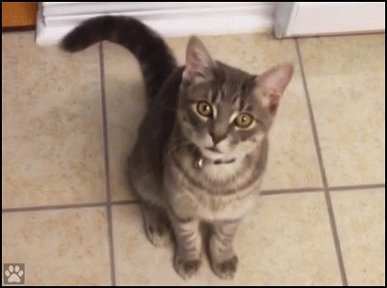 Cute Cat GIF • Cat desperately meowing for treats. “Please Mom, feed me, I'm a good girl and so hungry.” Cute Cat GIF • Cat desperately meowing for treats. “Please Mom, feed me, I'm a good girl and so hungry.”