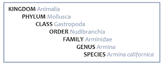 Genus: Armina; Species: Armina californica.