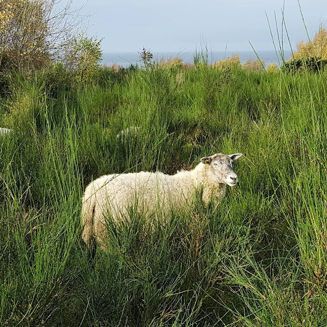 Die Ostseeinsel Bornholm: 12 neue Ausflüge für Familien. Die frei laufenden Schafe auf Hammerknuden sind uns auf der Wandertour mit Kind begegnet.