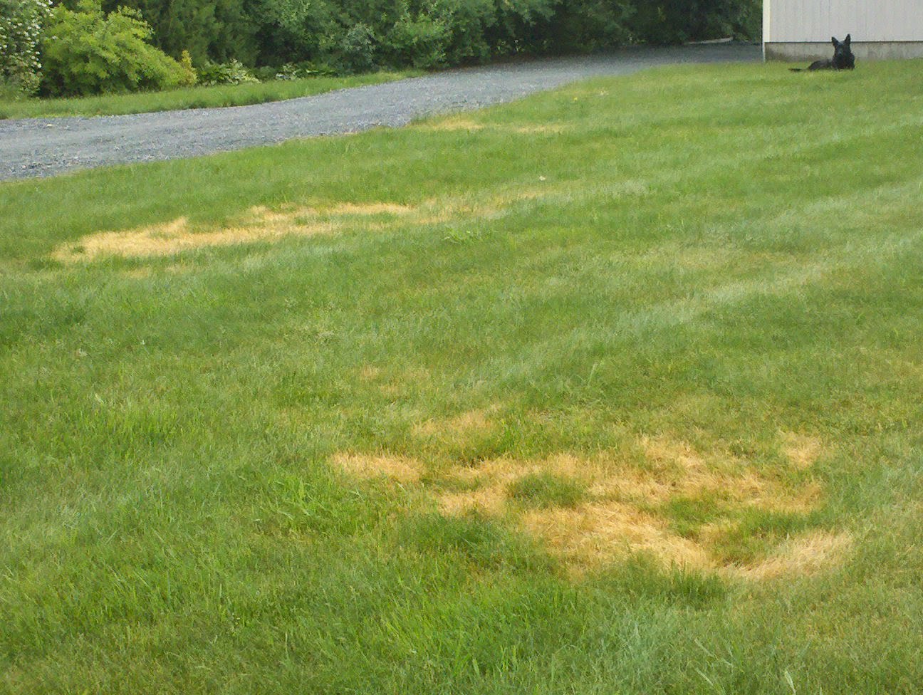 Mighty Green Lawn Care Drought Stressed Lawns