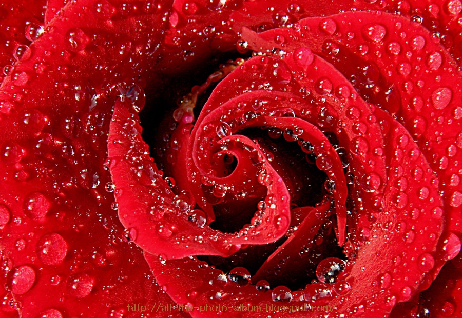 My Beautiful Picutre Album centre of single red rose with lots of water drops on it )