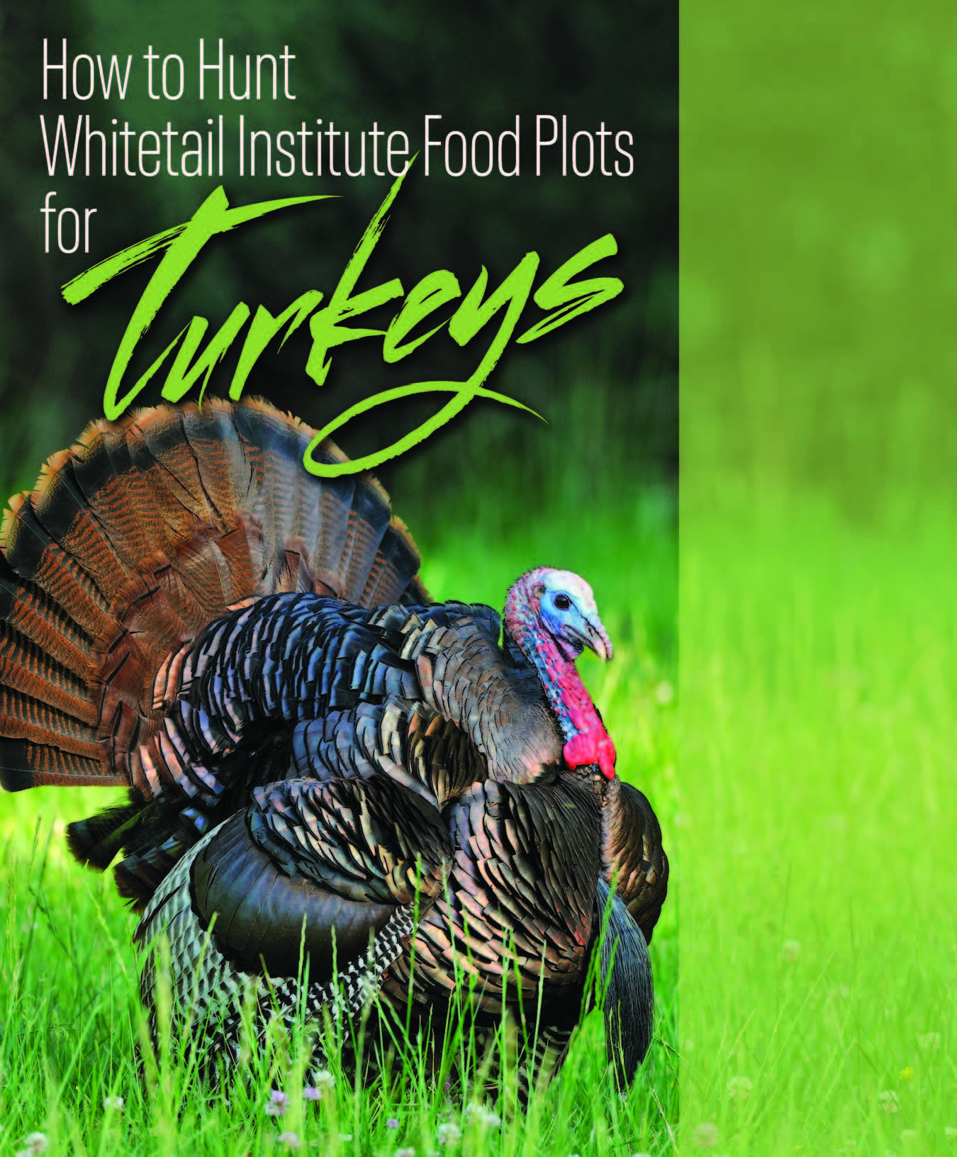 Whitetail Institute How to Hunt Whitetail Institute Food Plots for Turkeys