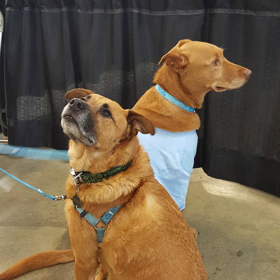 Hannah Pet Friends How to Introduce Dogs