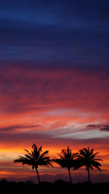 Tropical sunset, palm trees, summer wallpaper