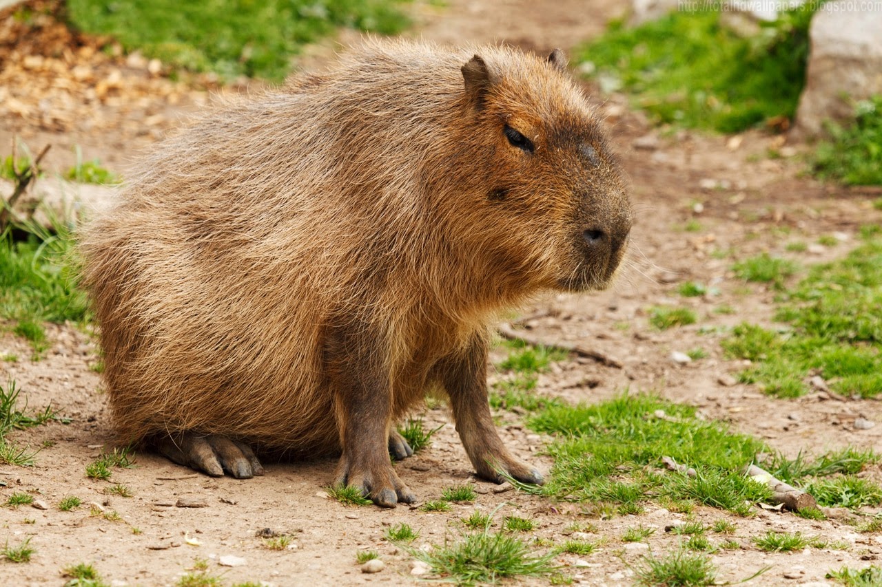 Keyboard Wallpaper Capybara And Productivity