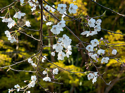 Somei-yoshino (Cerasus ×yedoensis) sakura flowers: Kencho-ji