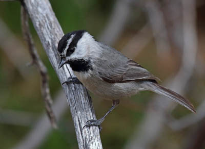 Photo of Mountain Chickadee on branch