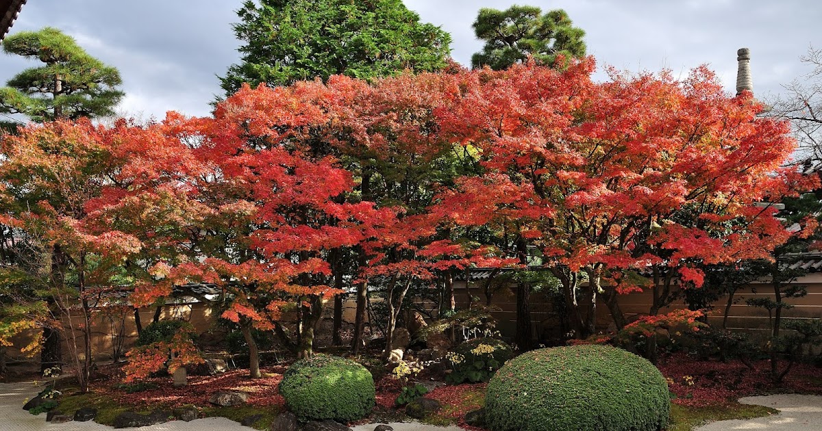 [遊記] 京都賞楓~遠離人群的洛中妙顯寺