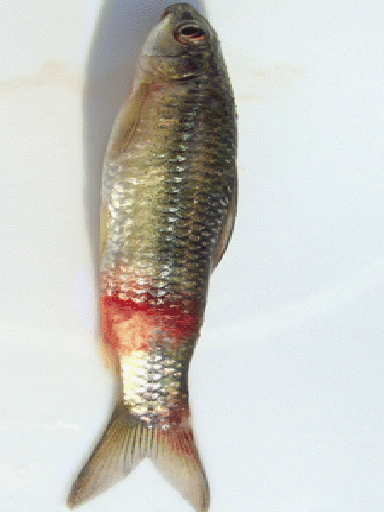 fish diseases, diseases of fish