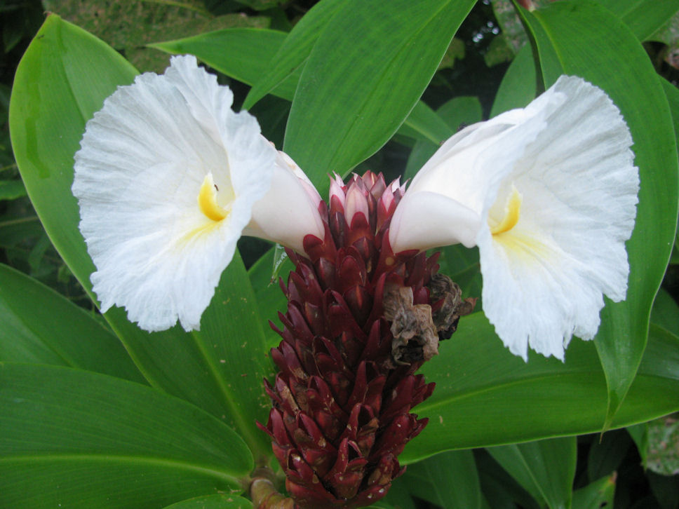 Joel's American Samoa Blog First Impressions Bananas and Breadfruit