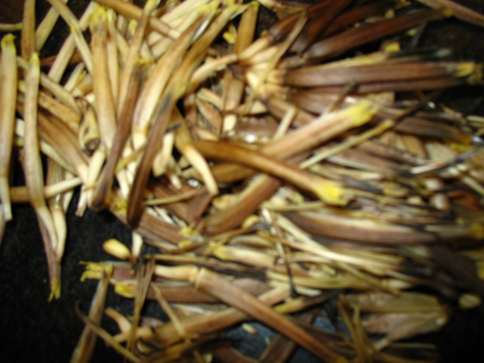 Culinary Chronicles How to clean Banana Blossoms (Vazhai poo)