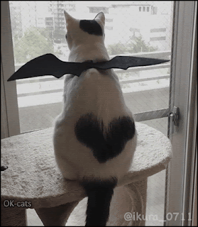 Manipulated Cat GIF • Batcat flapping her wings ready to take off because it is Halloween Time