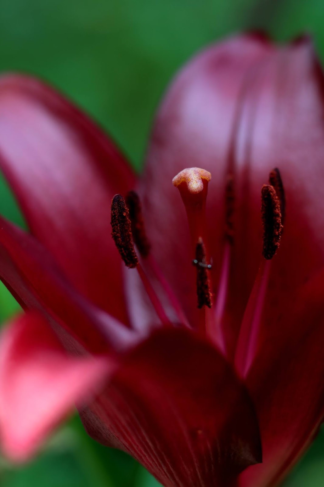 In Peggy&rsquo;s Garden: Maroon Lily