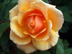 rose flower images