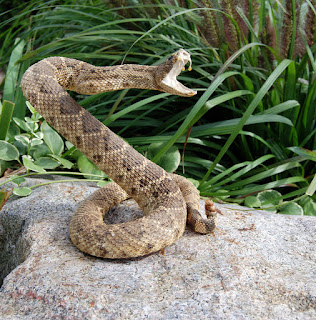 Adaptations Snake