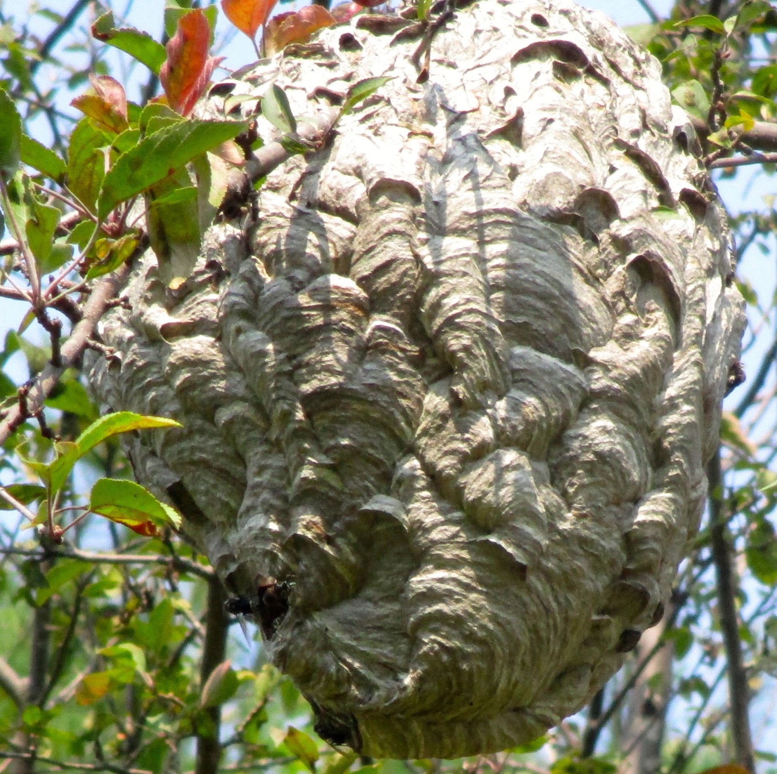 Art's Bayfield Almanac: PAPER WASP NEST SAVED