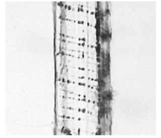 Longitudinal-View-500X-Hemp fibre